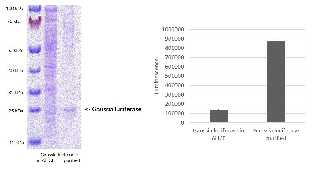 Protein was targeted to the microsomes and produced over 48 hr at 25 °C, 70% RH, 500 rpm and purified via His-Tag affinity chromatography. Activity determination was performed with catalysis of oxidation of coelenterazine to coelenteramide in a light-emitting reaction (lambda em) = 475 nm. Luciferase was concentrated during purification, resulting in higher arbitrary luminescence values. Expression of GLuc