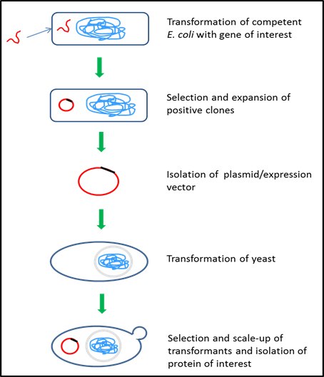Yeast protein expression system – Saccharomyces cerevisiae Yeast protein expression system