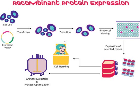 Illustration of recombinant protein expression in mammalian cells Illustration of recombinant protein expression in mammalian cells