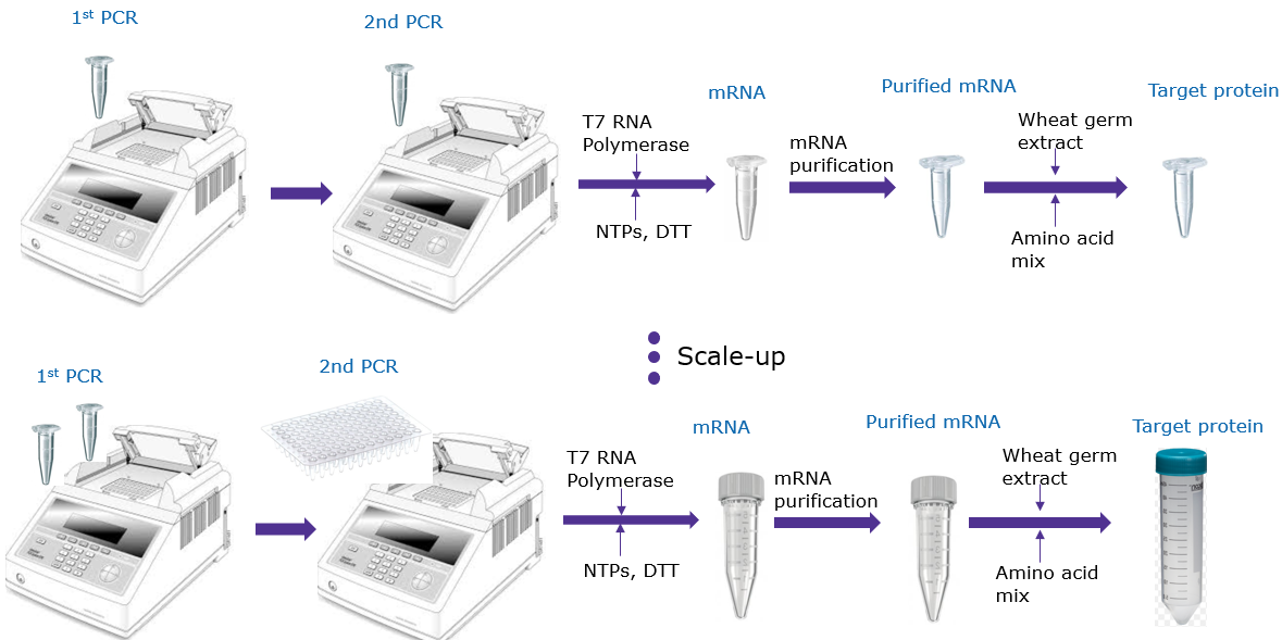 Easily scalable protein production using MilliporeSigma’s Next Generation Cell Free Protein Expression Kit (Wheat Germ) (CFPS700). Easily scalable protein production using MilliporeSigma’s Next Generation Cell Free Protein Expression Kit (Wheat Germ)