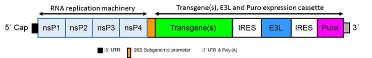simplicon-structure-fig1 Structure of the Simplicon™ RNA