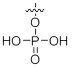 Phosphorylation Phosphorylation