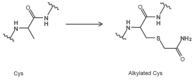 Cysteine Carbamidomethylation (CAM) Cysteine Carbamidomethylation (CAM)