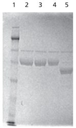 SDS-PAGE analysis of native and PNGase F-treated α-1antitrypsin Lanes of SDS-PAGE separation analyzing native and PNGase F-treated α-1 antitrypsin (AAT), with the test sample being deglycosylated in solution with PNGase F.