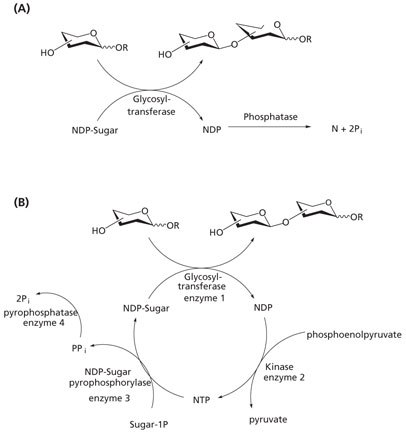 Methods for avoiding enzyme inhibition in glycosyltransferase-catalyzed synthesis. <b>(A)</b> Addition of phosphatase. <b>(B)</b> Recycling of sugar nucleotides (NDP = nucleotide diphosphates, NTP = nucleotide triphosphates, N = nucleotide, P<sub>i</sub> = phosphate). Methods for avoiding enzyme inhibition in glycosyltransferase-catalyzed synthesis