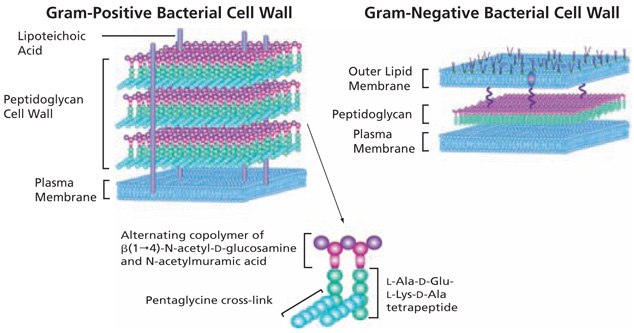 The basic structure of bacterial peptidoglycan and the cell wall structures of Gram-positive and Gram-negative bacteria. Basic Structure of Bacterial Peptidoglycan