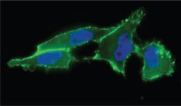 Cell surface sialic acid presentation detected with ANTI-FLAG®-FITC (Cat. No. F4049) (in green) showing where FLAG-Phosphine reacted with incorporated N-azidoacetyl-mannosamine, acetylated. Cell surface sialic acid presentation