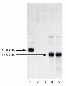 Analysis of the chemical deglycosylation of RNase B on 12% homogeneous SDS-PAGE gel. Lane 1 is the RNase B control (Product No. R1153), while lanes 2 to 5 represent fractions collected from the gel filteration column. Lanes 2 and 3 are pre-void volume fractions and lanes 4 and 5 show bands at 13.5 kDa, corresponding to deglycosylated RNAse B. Analysis of the chemical deglycosylation of RNase B on 12% homogeneous SDS-PAGE gel