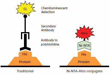 Comparison of protein detection by traditional antibody chemiluminescent immunodetection (left) to Ni-NTA-Atto conjugate detection (right). Immunodetection takes place on a transfer membrane after Western blotting, while the Ni-NTA-Atto conjugates may be used with either transfer membranes or directly on SDS-PAGE gels after fixing. Comparison of protein detection by traditional antibody chemiluminescent immunodetection (left) to Ni-NTA-Atto conjugate detection (right).