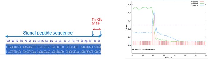 Site directed mutagenesis was used to delete two C-terminal aa from the Signal Peptide sequence on the LC. Signal P and SIGCleave softwares predicted correct processing of the engineered signal peptide. Engineering of Signal Peptide for Correct Processing