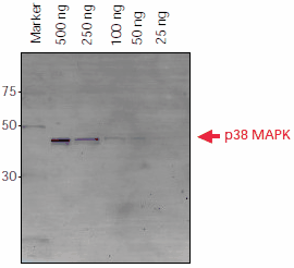 His-tagged p38 MAPK protein (500 ng – 25 ng) was separated on a 4-20% SDS-PAGE gel. The protein was transferred to a low-fluorescence PVDF-membrane, blocked overnight with 5% BSA in PBS, rinsed with PBS-T, and incubated with Ni-NTA-Atto 647N (1:1000) in the dark. The membrane was washed and then imaged using a FLA-3000 Fuji laser scanner with 633 nm excitation and a 675 nm emission filter. Detection of Histidine-Tagged Proteins after Western Blot Transfer