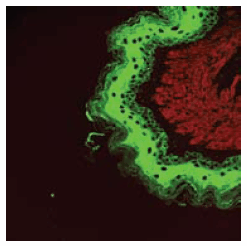 Confocal microscopic image (CLSM) of a rat stomach section after immunohistological staining (2-channel mode). Green channel: staining of cytokeratin. Primary antibody: anti-cytokeratin from rabbit; secondary antibody: anti-rabbit IgG labeled with Atto 488 dye (λex 488 nm). Red channel: Staining of actin. Primary antibody: anti-actin from mouse; secondary antibody: anti-mouse IgG labeled with Tracy 645 dye (λex 543 nm). Confocal microscopic image