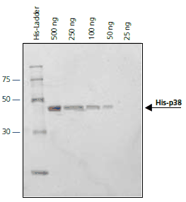 His-tagged p38-MAPK protein (500 ng–25 ng) was separated on a 4-20% Tris-Glycine SDS-PAGE gel. The gel was fixed overnight in 40% ethanol/10% acetic acid, washed in water, and incubated with Ni-NTA-Tracy 652 (1:1000) in the dark. The gel was washed and then imaged using a FLA-3000 Fuji® laser scanner with 633 nm excitation and a 675 nm emission filter. Ni-NTA-Tracy 652 (λex 652 nm, λem 677 nm) is excited in the red region of the spectrum. p38-MAPK protein