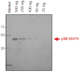 His-tagged p38 MAPK protein (500 ng – 25 ng) was separated on a 4-20% Tris-Glycine SDS-PAGE gel. The gel was fixed overnight in 40% ethanol/10% acetic acid, washed in water and incubated with Ni-NTA-Atto 647N (1:1000) in the dark. The gel was washed and then imaged using a FLA-3000 Fuji® laser scanner with 633 nm excitation and a 675 nm emission filter. Ni-NTA-Atto 647N (λex 647 nm, λem 669 nm) is excited in the red region of the spectrum. Direct Detection of Histidine-Tagged Proteins on SDS-PAGE Gels