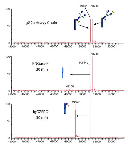 iggzeroms-l IgGZERO shows specific endoglycosidase activity