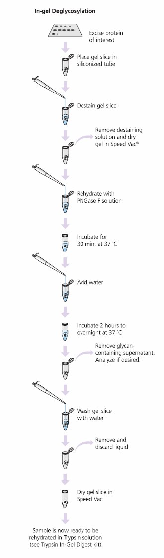 Process for the GlycoProfile I Enzymatic In-Gel N-Deglycosylation Kit. Glycoprotein Deglycosylation Glycoprotein Deglycosylation