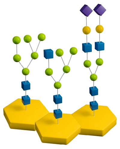 N-Linked Glycans Example diagram of N-linked glycans – High-mannose, Hybrid and Complex. With N-acetyl-glucosamine (blue cubes), mannose (green spheres), galactose (yellow spheres), and sialic acid (purple diamonds).