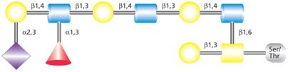 Structure of the O-linked Core 2 glycan with attached sialyl Lewis X (sLex) moiety