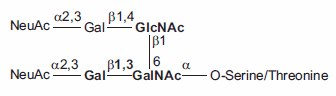 O-linked Core-2 Hexasaccharide. O-linked Core-2 Hexasaccharide.
