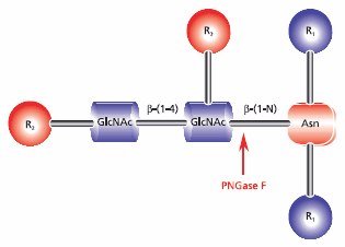 Cleavage site requirements for PNGase F. R1 = N- and C- substitution by groups other than H, R2 = H or the rest of an oligosaccharide , R3 = H or α(1→6) fucose. Cleavage site requirements for PNGase F.