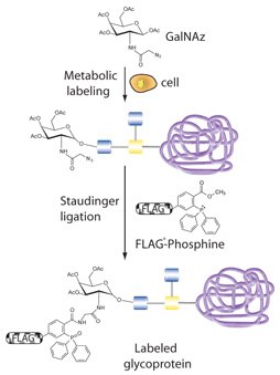 Profiling O-type glycoproteins by metabolic labeling with an azido GalNAc analog (GalNAz) followed by Staudinger ligation with a phosphine probe (FLAGphosphine). Profiling O-type glycoproteins
