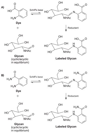 Acyclic glycan and dye form a Schiff's base. Subsequent reduction of the imine with sodium cyanoborohydride results in a stable labeled glycan. (A) 2‑AA fluorophore (B) 2‑AB fluorophore. Acyclic glycan and dye form a Schiff's base