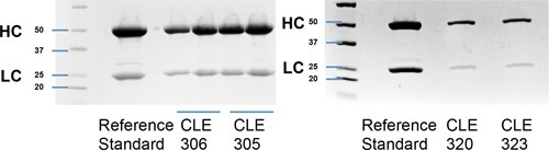 SDS-PAGE denaturing gel of purified recombinant IgG. SDS-PAGE denaturing gel of purified recombinant IgG.