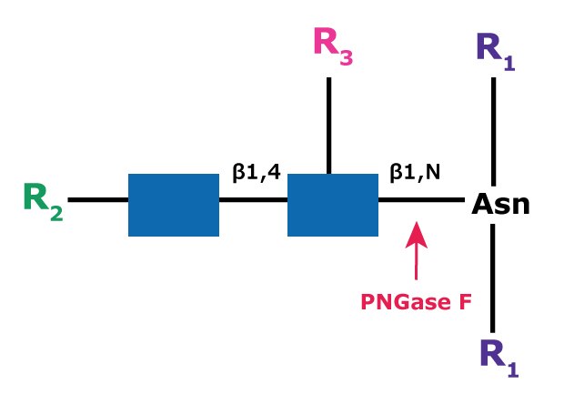 Cleavage site and structural requirements for PNGase F Diagram showing the cleavage site and structural requirements for PNGase F (N-Glycosidase F) from asparagine-linked oligosaccharides.