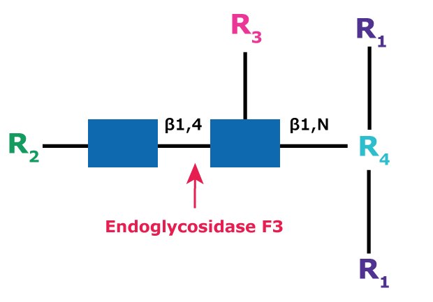 Cleavage site and structural requirements for Endoglycosidase F3 Diagram showing the cleavage site and structural requirements for Endoglycosidase F3 (Endo F3) with the N-linked diacetylchitobiose glycan core.