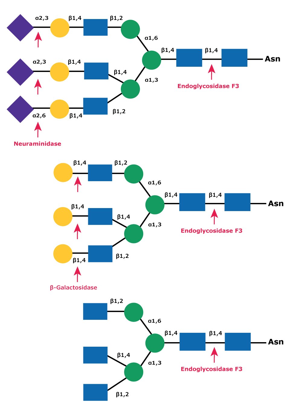 Cleavage site for Endoglycosidases F3 in complex triantennary glycan Diagram showing the cleavage site for Endoglycosidase F3 (Endo F3) in a complex triantennary glycan with sequential degradation by exoglycosidases neuraminidase and β-galactosidase.