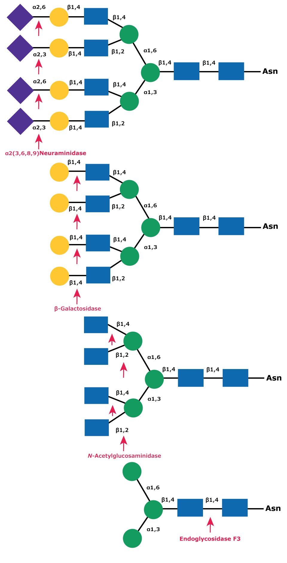 Sequential deglycosylation of complex tetraantennary glycan Diagram showing the sequential deglycosylation of a complex triantennary glycan with exoglycosidases neuraminidase, β-galactosidase, and N-acetylglucosaminidase followed by subsequent cleavage by Endoglycosidase F3 (Endo F3).