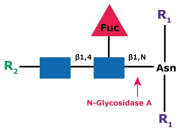 Cleavage site and structural requirements for PNGase A Diagram showing the cleavage site and structural requirements for PNGase A (Glycopeptidase A) from an asparagine-linked N-acetylglucosamine.