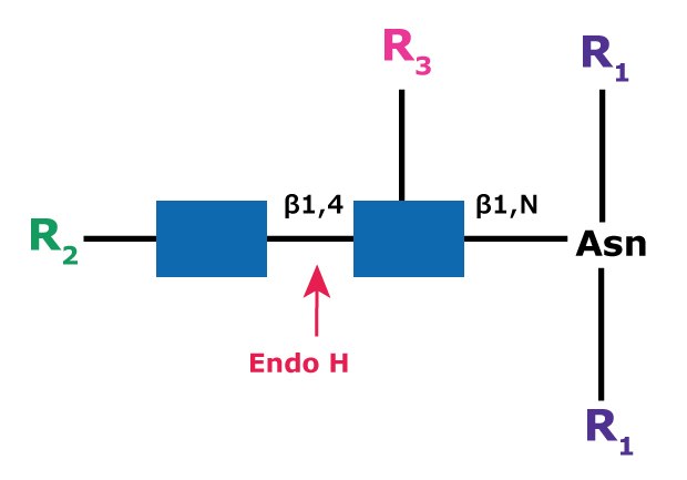 Cleavage site and structural requirements for Endoglycosidase H Diagram showing the cleavage site and structural requirements for Endoglycosidase H (Endo H) with high mannose N-linked glycans.