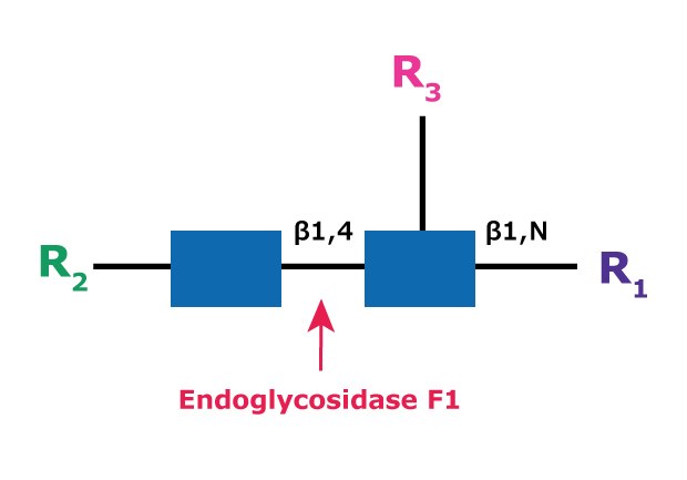 Cleavage site and structural requirements for Endoglycosidase F1 Diagram showing the cleavage site and structural requirements for Endoglycosidase F1 (Endo F1) with the N-linked diacetylchitobiose glycan core.