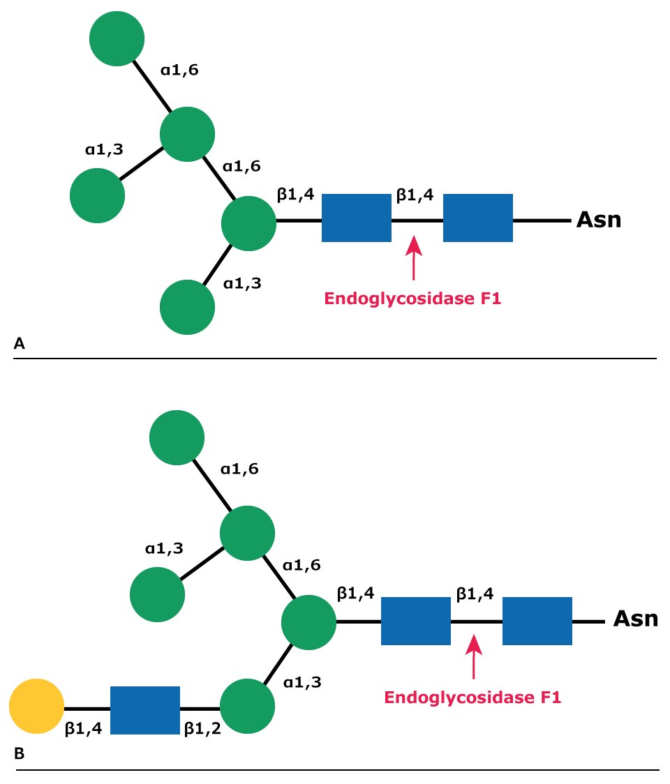 Cleavage site for Endoglycosidase F1 Diagram showing the cleavage site for Endoglycosidase F1 (Endo F1) in both high mannose glycans and hybrid glycans.