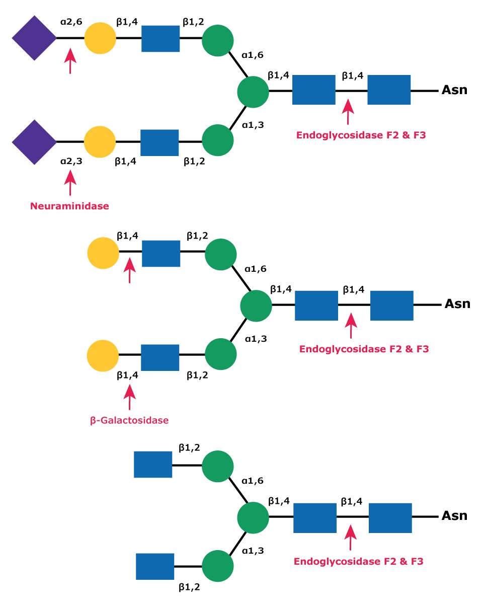 Cleavage site for Endoglycosidases F2 and F3 in a complex biantennary glycan Diagram showing the cleavage site for Endoglycosidase F2 (Endo F2) and Endoglycosidase F3 (Endo F3) in a complex biantennary glycan with sequential degradation by exoglycosidases neuraminidase and β-galactosidase.