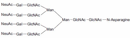 Tetraantennary N-linked Sugar. Tetraantennary N-linked Sugar.