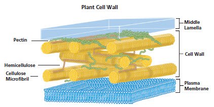 Plant Cell Wall Plant Cell Wall