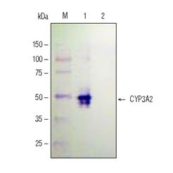 Simple, efficient extraction of protein from hepatocytes with CytoBuster™ Reagent Extract preparation and Western Analysis