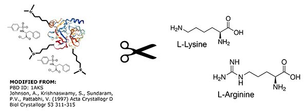 Porcine Pancreatic Trypsin Porcine Pancreatic Trypsin