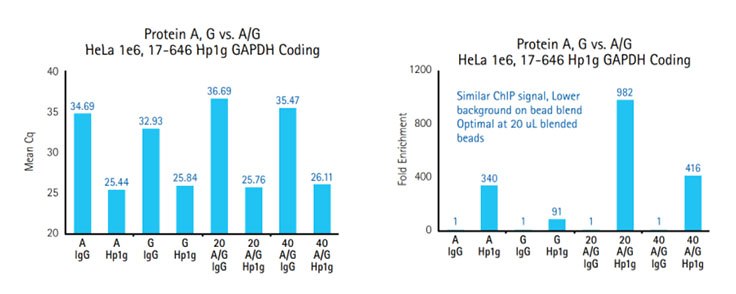 Consistent with lower background signal, IgG signals are detected later (higher Cq) using protein A/G bead blends as compared to protein A or G beads alone (left graph). Comparison of ChIP using Protein A or G alone vs. A/G Blends.