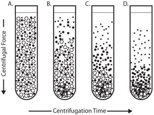 Differential Centrifugation Differential Centrifugation