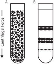 Centrifugation Isopycnic Centrifugation
