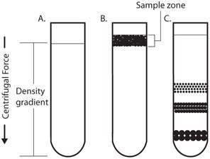 Centrifugation Rate-Zonal Centrifugation