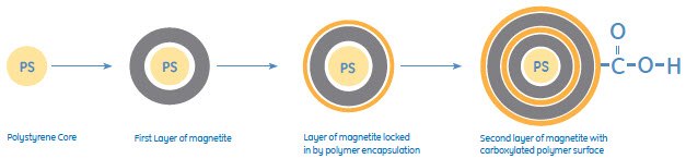 Sera-Mag SpeedBead Carboxylate-Modified Magnetic Particles feature carboxylic Sera-Mag SpeedBead Carboxylate-Modified Magnetic Particles feature carboxylic