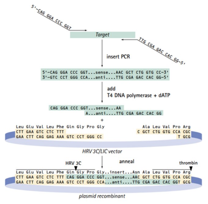 3C/LIC cloning strategy