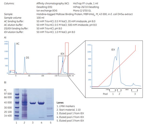 (A) AC-DS-IEX with an enlargement of the IEX peaks and the collected pools to the right. Yield: 9.4 mg in pools 1 + 2. (B) SDS-PAGE of eluted pools from IEX. The gel was stained with Coomassie. AC-DS-IEX with an enlargement of the IEX peaks