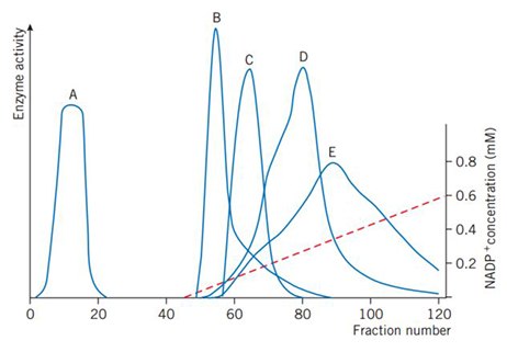 Gradient elution with 0–0.6 mM NADP+ Gradient elution with 0–0.6 mM NADP+