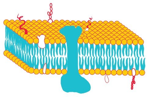 biological-membrane Fluid-mosaic model of a biological membrane
