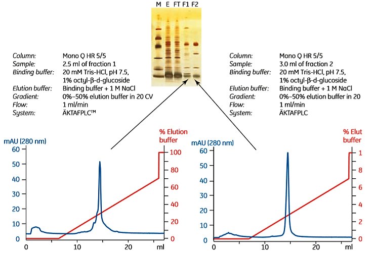 Charge homogeneity characterization of histidine-tagged cytochrome bo3 ubiquinol oxidase using anion exchange chromatography with Mono Q. Two fractions obtained from IMAC purification were analyzed. Electrophoretic analysis was done with PhastSystemTM using PhastGelTM 8-25% and silver staining. M = Low Molecular Weight Calibration Kit; E = detergent extract of E. coli membranes; FT = flowthrough material; F1 = fraction 1 from HiTrap Chelating HP 1 mL; F2 = fraction 2 from HiTrap Chelating HP 1 mL. See application note 18-1128-92 ”Purification and chromatographic characterization of an integral membrane protein.” Charge homogeneity characterization